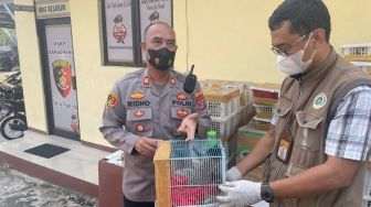 Ribuan Burung Diduga Bakal Dijual di Pasar Pramuka Jakarta Timur, Diamankan di Pelabuhan Bakauheni