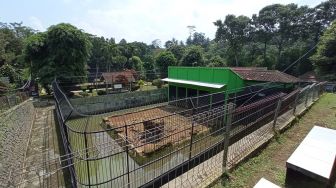 Perawat Satwa Serulingmas Zoo Banjarnegara Meninggal Diserang Harimau: Korban Digigit, Dicakar dan Ditarik ke Kandang