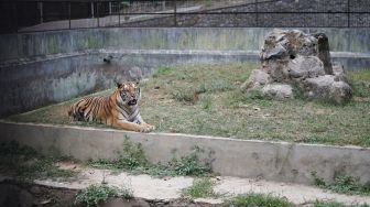 Karyawan Jadi Korban, Serulingmas Zoo Bantah Adanya Kekurangan Pakan Harimau, Polisi: Ada Dugaan Kesalahan Prosedur