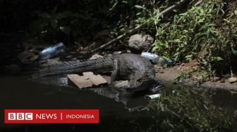 Buaya dan Ular Mendadak Banyak Bermunculan di Jalan-jalan di Rio de Janeiro