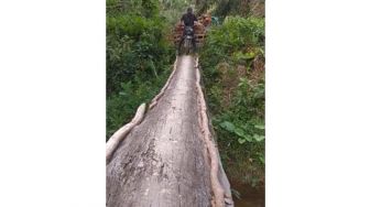 Aksi Kuli Sawit Lewati Jembatan Sebatang Kayu Ini Bikin Ngeri: &#039;Pembalap Saja Kalah&#039;