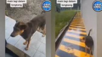 Viral Seekor Anjing Temui Pria untuk Minta Tolong Lakukan Hal Ini ke Anaknya