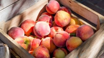 Selain Cepat Sembuhkan Luka, Ini 8 Khasiat Baik Buah Peach