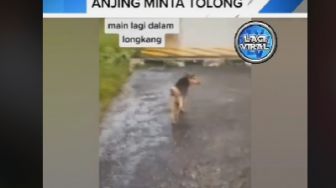 Bantu Dua Anak Anjing yang Terjebak di Selokan, Laki-laki Ini Banjir Ucapan Terima Kasih dari Netizen