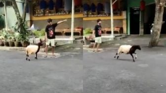 Viral Aksi Kambing Ini Nurut Diajak Main Majikan, Warganet: Shaun The Sheep