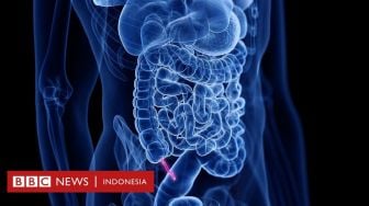 Usus Buntu: Organ Manusia yang Kerap Dianggap Sisa, Namun Berharga