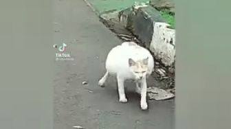 Sempat Viral, Kucing di Cibubur Berperut Besar Akhirnya Jalani Operasi Pengangkatan 3 Peluru