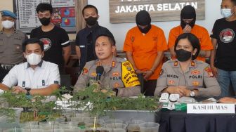 Polisi Bongkar Budidaya Ganja Hidroponik Di Bekasi, Dua Tersangka Rutin Konsumsi Tiap Hari