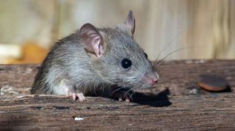 Viral Seorang Pria Selesai Makan di Warteg, Baru Sadar Ada Tikus di Etalase Makanan