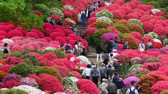 Orang-orang mengunjungi ladang bunga azalea di Kuil Nezu, Tokyo, Jepang, Kamis (21/4/2022). [Kazuhiro NOGI / AFP]
