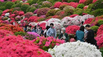 Orang-orang mengunjungi ladang bunga azalea di Kuil Nezu, Tokyo, Jepang, Kamis (21/4/2022). [Kazuhiro NOGI / AFP]
