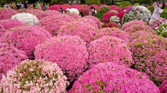 Orang-orang mengunjungi ladang bunga azalea di Kuil Nezu, Tokyo, Jepang, Kamis (21/4/2022). [Kazuhiro NOGI / AFP]
