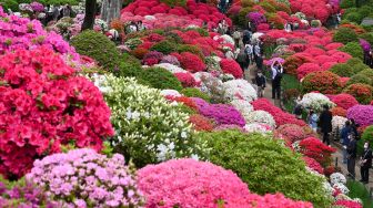 Orang-orang mengunjungi ladang bunga azalea di Kuil Nezu, Tokyo, Jepang, Kamis (21/4/2022). [Kazuhiro NOGI / AFP]
