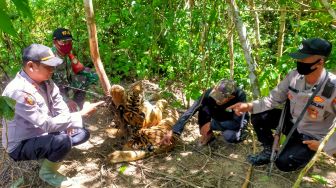 Kaposlek Serbajadi Iptu Hendra Sukmana (kiri) bersama anggota Koramil 01/Pnr Peunaron dan jajarannya menunjukkan bangkai harimau Sumatera (Panthera tigris sumatrae) yang mati kena jerat di kawasan hutan PT Aloer Timur Desa Sri Mulya, Kecamatan Peunaron, Kabupaten Aceh Timur, Aceh, Minggu, (24/04/2022). [ANTARA FOTO/Weinko Andika/Lmo/foc]
