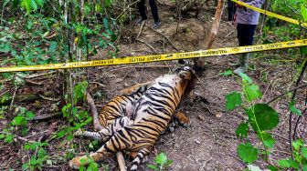 Polisi Tangkap Dua Pembunuh Tiga Ekor Harimau Sumatera di Aceh Timur