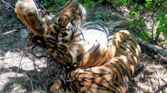 Kondisi bangkai harimau Sumatera (Panthera tigris sumatrae) yang ditemukan mati terkena jerat di kawasan hutan PT Aloer Timur Desa Sri Mulya, Kecamatan Peunaron, Kabupaten Aceh Timur, Aceh, Minggu, (24/04/2022). [ANTARA FOTO/Weinko Andika/Lmo/foc]