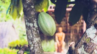 USAID Umumkan Inisiatif Senilai Rp103 Miliar untuk Industri Kakao 