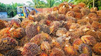 Ketergantungan Minyak Sawit Indonesia, Negara Ini Kena Dampak Larangan Ekspor CPO