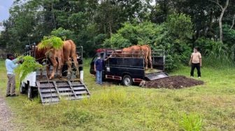 Evakuasi Hewan Ternak Bisa Cegah Pengungsi Bencana Gunung Api Kelaparan