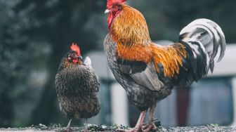 Viral Kandang Ayam Keren Punya Penampakan Unik, Desainnya Mirip Perkampungan