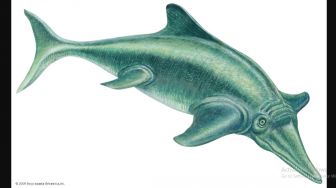 Ilmuwan Temukan Fosil Ichthyosaurus Terbesar di Dunia