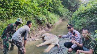 Seekor Gajah Jantan Ditemukan Mati dengan Bekas Jeratan di Aceh Timur