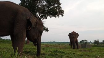 Meski Pandami Melandai, Wisata Gajah Way Kambas Pilih Tutup Saat Libur Lebaran