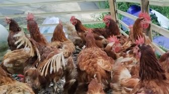 Jelang Hari Raya Idul Fitri, Ayam Merah di Pasar Ciampea Laris Manis