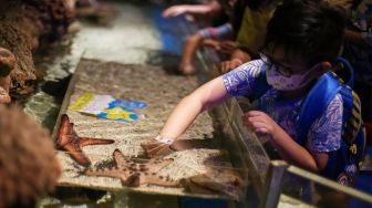 Pengunjung menyentuhkan tangannya ke bintang laut (Asteroidea) di Jakarta Aquarium dan Safari, Jakarta, Selasa (3/5/2022). [ANTARA FOTO/Rivan Awal Lingga/wsj]
