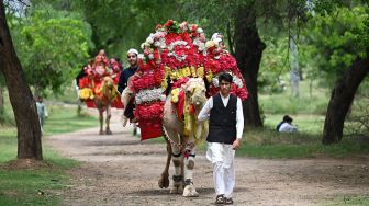 Warga Muslim menaiki unta yang dihias selama hari raya Idul Fitri di Islamabad, Pakistan, Selasa (3/5/2022). [Aamir QURESHI / AFP]