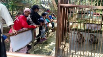 Kebun Binatang Serulingmas Ramai Diserbu Wisatawan Setelah Insiden Terkaman Harimau, Warga: Awalnya Sempat Takut
