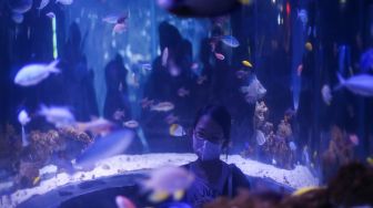 Pengunjung melihat ikan di Jakarta Aquarium dan Safari, Jakarta, Selasa (3/5/2022). [ANTARA FOTO/Rivan Awal Lingga/wsj]