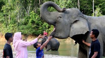 Pawang gajah (mahout) Conservation Response Unit (CRU) Sampoiniet (kanan) mengedukasi wisatawan tentang gajah sumatra (Elephas maximus sumatranus) jinak di Desa Ie Jeureungeh, Aceh Jaya, Aceh, Rabu (4/5/2022).[ANTARA FOTO/Irwansyah Putra/tom]