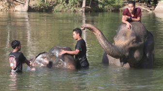 Pawang gajah (mahout) Conservation Response Unit (CRU) Sampoiniet (kanan) mengedukasi wisatawan tentang gajah sumatra (Elephas maximus sumatranus) jinak di Desa Ie Jeureungeh, Aceh Jaya, Aceh, Rabu (4/5/2022). [ANTARA FOTO/Irwansyah Putra/tom]