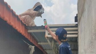 Teror Tawon Vespa Bikin &#039;Ketar-ketir&#039; Warga Gresik, Enam Petugas Turun Tangan Evakuasi Sarangnya