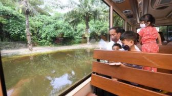 Potret Jokowi Ajak Cucu Wisata Satwa di Bali, Jan Ethes dan Sedah Mirah Kasih Makan Harimau