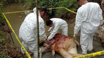 Gajah Mati Ditemukan di Aliran Sungai Kawasan Hutan, Ada Infeksi Bekas Jeratan