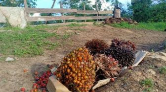 Petani Sawit Kaltim Gelisah Karena Kebijakan Pemerintah Terkait Larangan Ekspor CPO