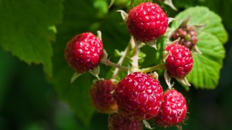 Lancarkan Persalinan, ini 5 Khasiat Baik Mengonsumsi Teh Daun Raspberry