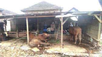 Panik Wabah Penyakit Mulut dan Kaki Melanda, Peternak Sapi di Mojokerto Jual Rugi Sapi Hingga Rp7 Juta