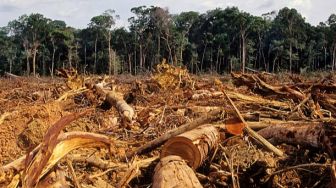 Uni Eropa Ogah Terima Barang Deforestasi, Ekspor Indonesia Terancam?