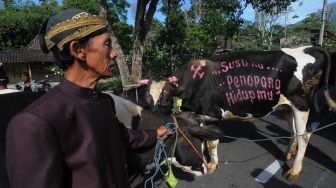 Warga membawa hewan ternak sapi miliknya pada Tradisi Lebaran Sapi di lereng Gunung Merapi, Mlambong, Sruni, Musuk, Boyolali, Jawa Tengah, Senin (9/5/2022). [ANTARA FOTO/Aloysius Jarot Nugroho/rwa]