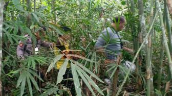 Pelaku Pembunuhan Asisten Kebun PT CNIS di Sanggau Tertangkap, Ternyata Tersangka Sempat Mencuri Kelapa Sawit