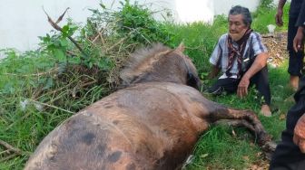 Ini Penampakan Kuda Mati di Tengah Tradisi Puter Kayun Banyuwangi Setelah Perjalanan 15 Kilometer