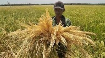 NTP Naik 0,79 Persen, Petani Bumi Mulawarman Makin Makmur