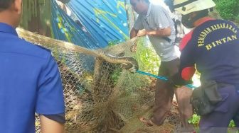 Usai Lahap Ayam, Seekor Ular Sanca 3,7 Meter Masuk ke Kedai Kopi di Bintan, Damkar: Lagi Musik Kemarau