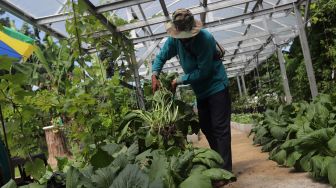 Kembangkan Urban Farming di DKI Jakarta Melalui Gerakan Jumat Menanam