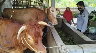 Pemkab Malang Identifikasi 122 Ekor Sapi di Tiga Wilayah Terpapar Virus PMK