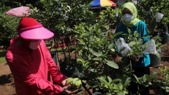 Warga mengambil hasil pertanian saat pelaksanaan Gerakan Jumat Menanam &quot;Go Jak Farm&quot; di Susia Garden, Kalibata, Jakarta, Jumat (13/5/2022). [Suara.com/Angga Budhiyanto]