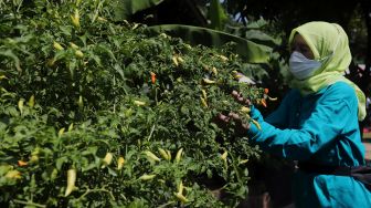 Warga mengambil hasil pertanian saat pelaksanaan Gerakan Jumat Menanam "Go Jak Farm" di Susia Garden, Kalibata, Jakarta, Jumat (13/5/2022). [Suara.com/Angga Budhiyanto]